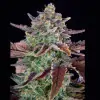 Gorilla Cookies Auto - Ganja Farmer Seeds