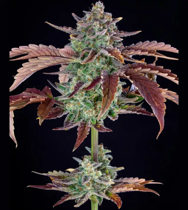Gorilla Cookies Auto - Ganja Farmer Seeds
