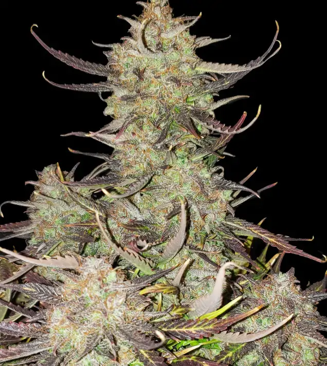 Apricot Gorilla Auto - Ganja Farmer Seeds