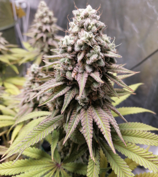 Bruce Banner