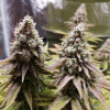 Bruce Banner