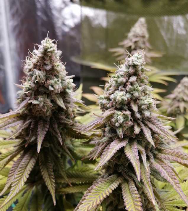 Bruce Banner
