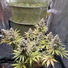 Bruce Banner