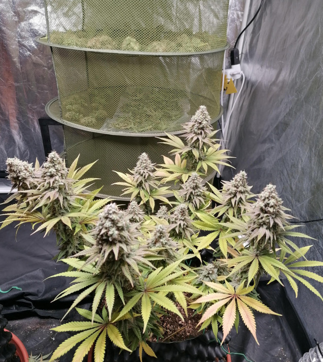 Bruce Banner