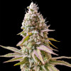 Bruce Banner