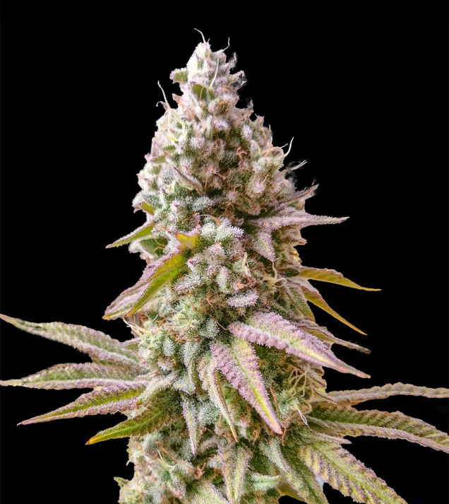 Bruce Banner