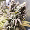 Bruce Banner