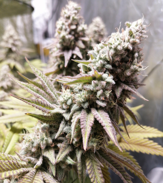 Bruce Banner