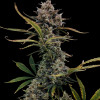Tropicana Cookies Purple