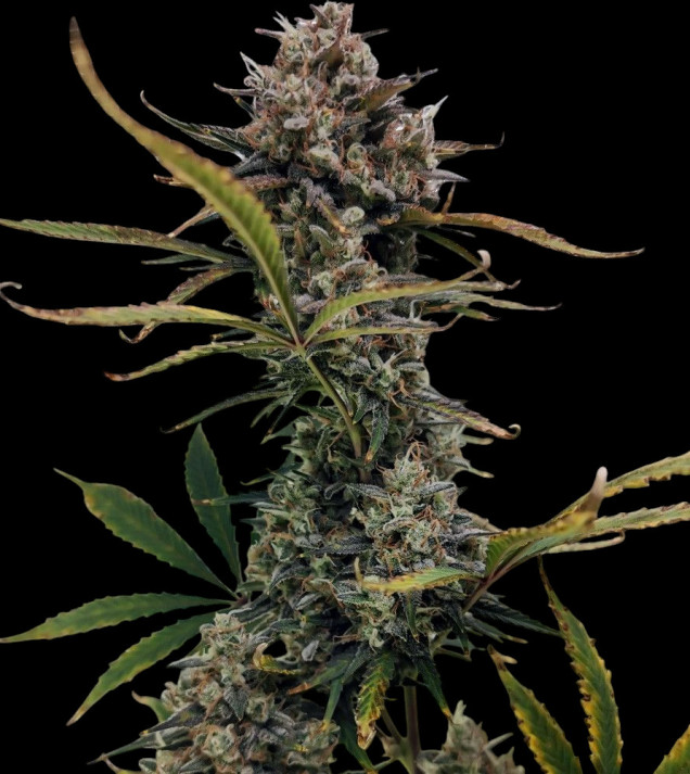 Tropicana Cookies Purple