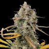 Tropicana Cookies Purple