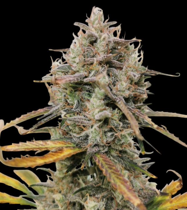 Tropicana Cookies Purple