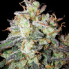 Tropicana Cookies Purple