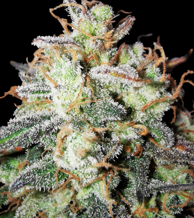 Tropicana Cookies Purple