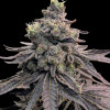 Apple Fritter