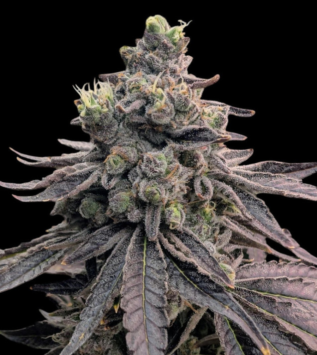 Apple Fritter