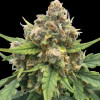 Bubble Gum CBD