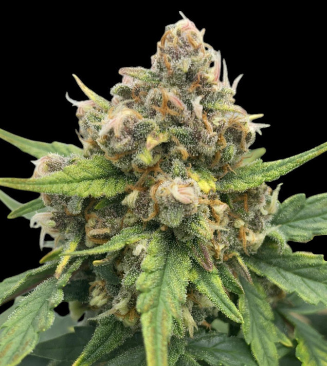 Bubble Gum CBD