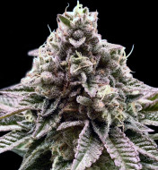 Cookies and Cream Fast