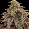 Fruit Cookies CBD