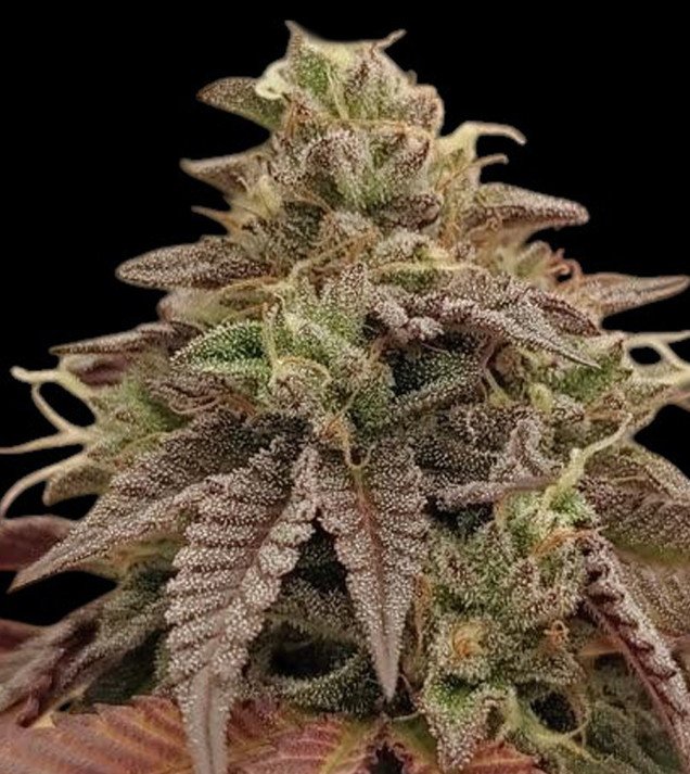 Fruit Cookies CBD