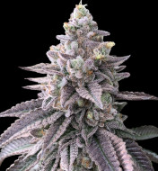 RS11 (Rainbow Sherbet)