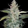 Thin Mint Auto