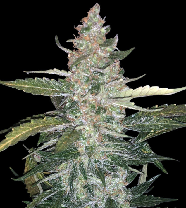 Thin Mint Auto