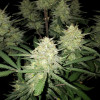 Mimosa Zkittlez Auto