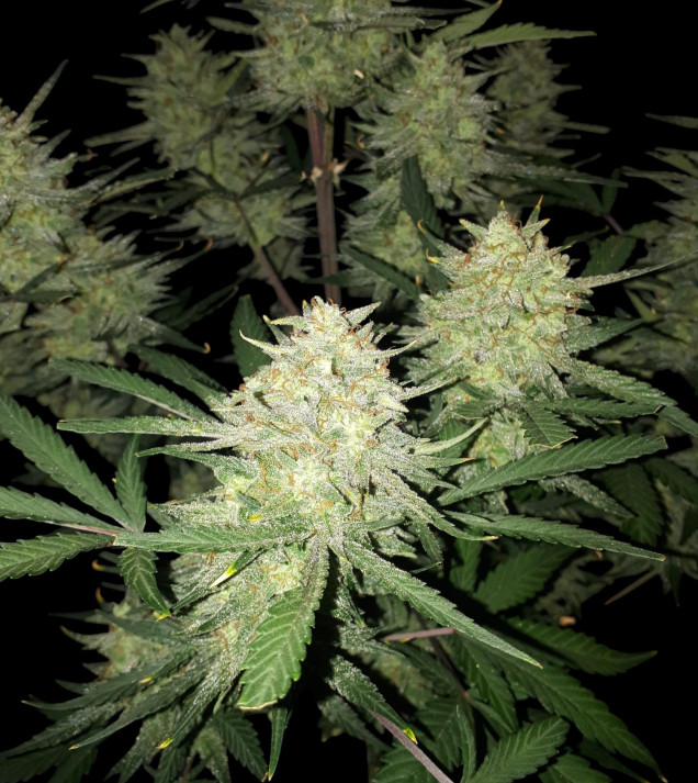 Mimosa Zkittlez Auto