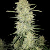 Mimosa Zkittlez Auto