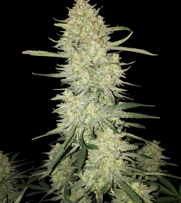 Mimosa Zkittlez Auto