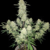 Mimosa Zkittlez Auto
