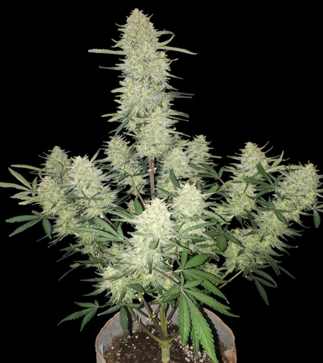 Mimosa Zkittlez Auto