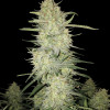 Mimosa Zkittlez Auto