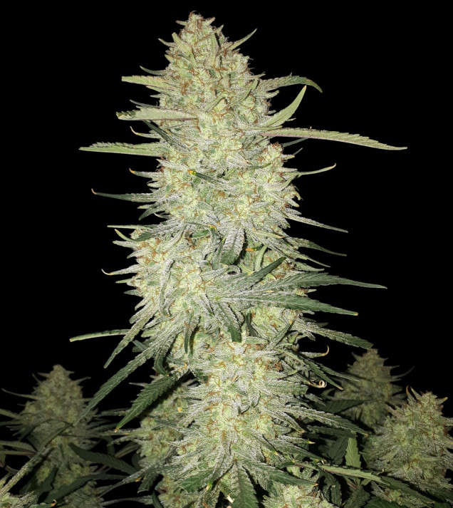 Mimosa Zkittlez Auto