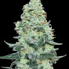 Mimosa Zkittlez Auto