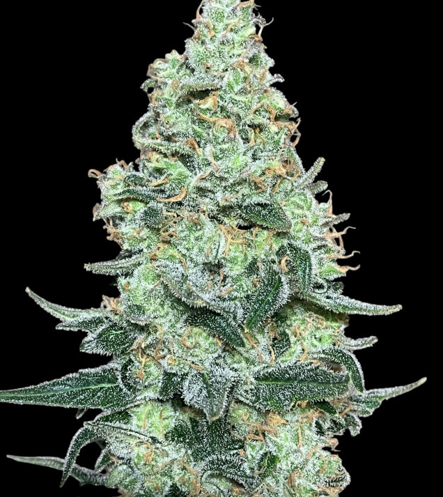 Mimosa Zkittlez Auto