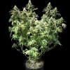 Afghan Fast