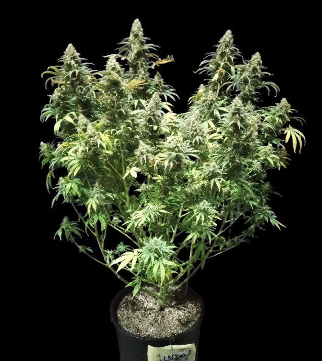 Afghan Fast