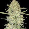 Mimosa Zkittlez Auto