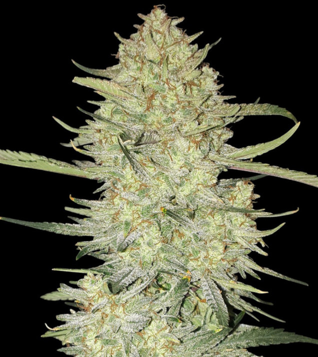 Mimosa Zkittlez Auto