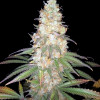 Afghan Fast
