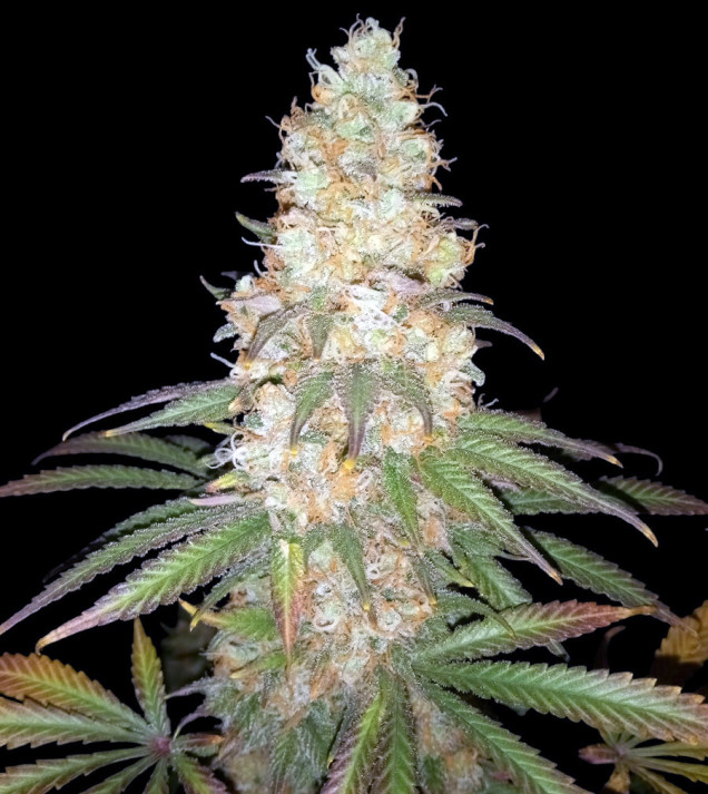 Afghan Fast