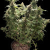 Afghan Fast