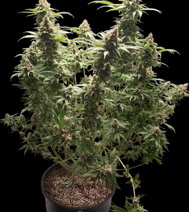 Afghan Fast