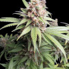 Afghan Fast