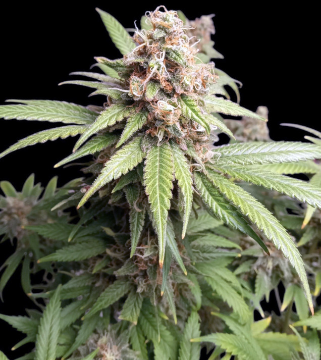 Afghan Fast