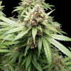 Afghan Fast
