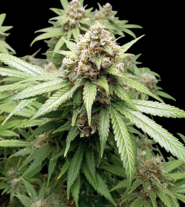 Afghan Fast